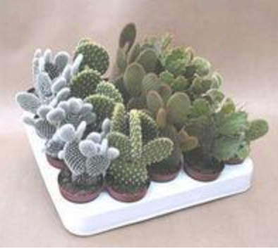 Ets Paumier - Producteur de cactées et succulentes