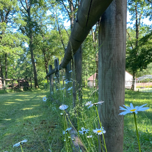 Aliante BC - Effective Business Consulting