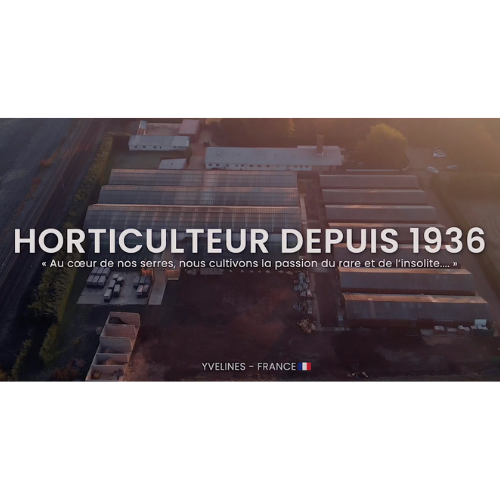 Ets Paumier - Producteur de cactées et succulentes